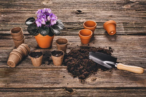 Plantation d'une plante en pot sur fond de bois naturel dans le jardin — Photo