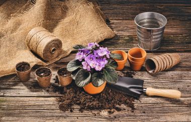 Doğal ahşap arka plan Bahçe saksı bitki dikimi