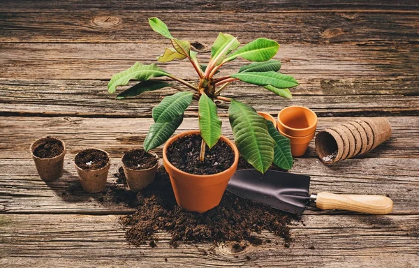 Plantar una planta en maceta sobre fondo de madera natural en el jardín — Foto de Stock