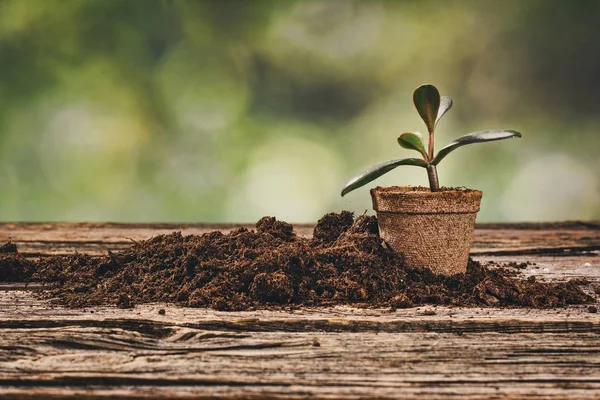 Plantar una planta en maceta sobre fondo de madera natural en el jardín — Foto de Stock