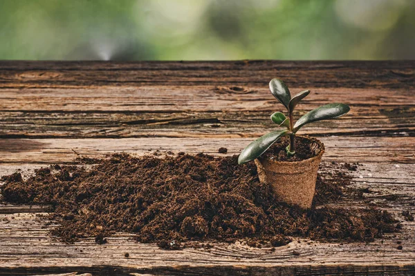 Piantare una pianta in vaso su sfondo naturale in legno in giardino — Foto Stock