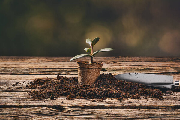 Planting a potted plant on natural wooden background in garden