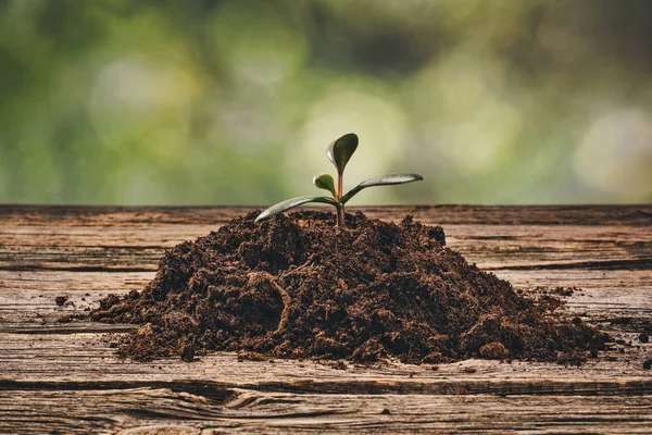 Plantar una planta en maceta sobre fondo de madera natural en el jardín — Foto de Stock