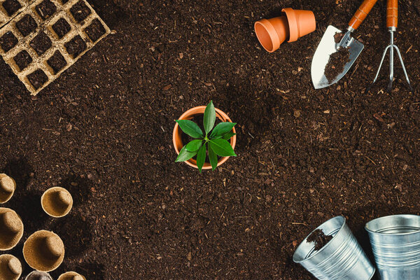 Gardening tools on soil texture background top view.