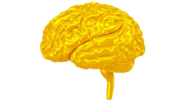 脳力の概念 ストック写真 C Phonlamai