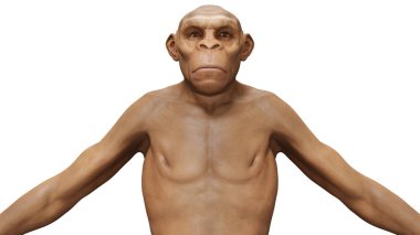 Evrim Homo Erectus Man