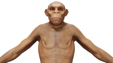 Evolution Homo Erectus Man clipart