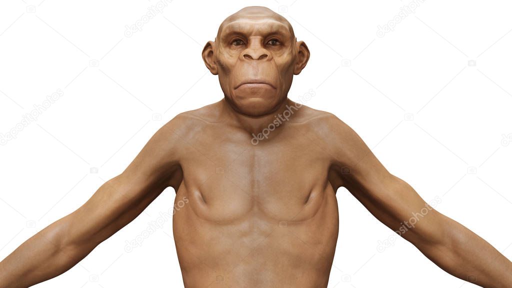 Evolution Homo Erectus Man