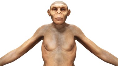 Evolution Homo Erectus Woman clipart