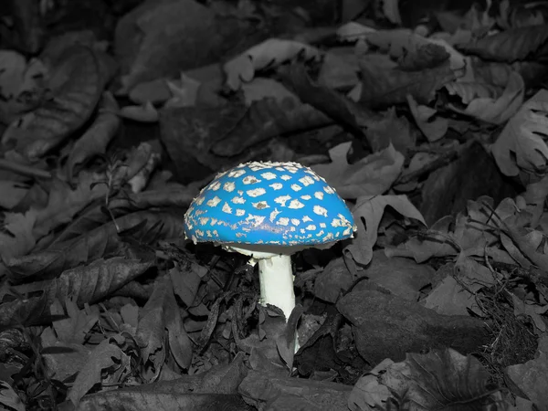 Blue toxic mushroom — Stock Photo, Image