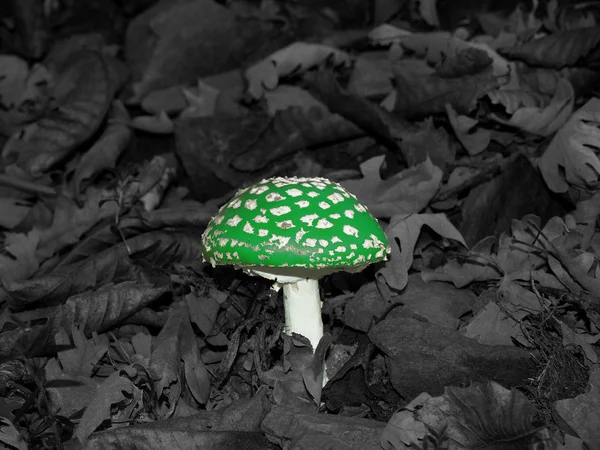Gröna giftig svamp — Stockfoto
