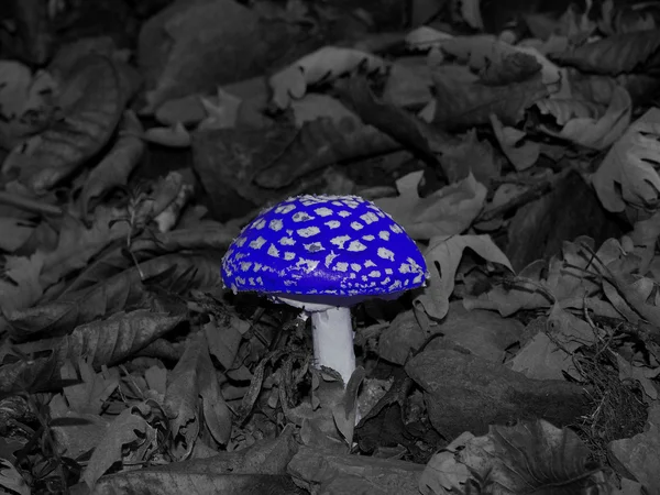 Blue toxic mushroom — Stock Photo, Image