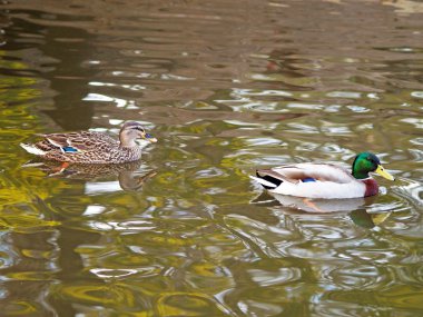 Bir nehir üzerinde ördek