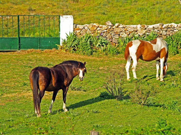 Pferde auf dem Land — Stockfoto