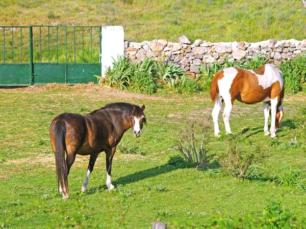 Pferde auf dem Land — Stockfoto