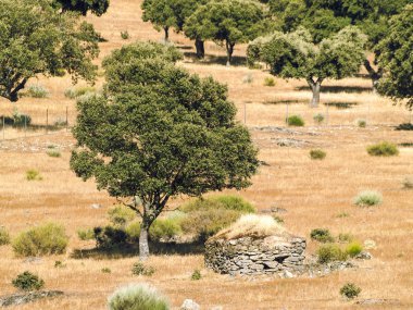 Yaz aylarında İspanyol mera