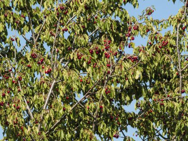 Kırmızı kirazlı kiraz ağacı