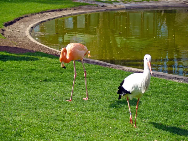Stork and flamingo on a zoo — Stock Photo, Image
