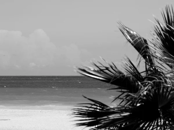 黒と白のビーチでヤシの木 — ストック写真