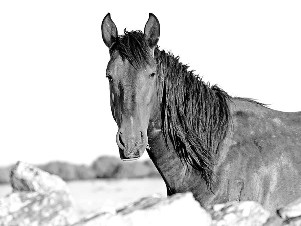 Retrato de un caballo en blanco y negro —  Fotos de Stock