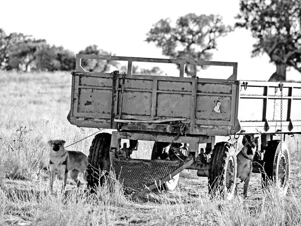 Chiens à la campagne en noir et blanc — Photo