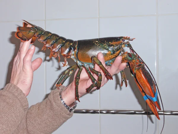 En hummer på en hand — Stockfoto