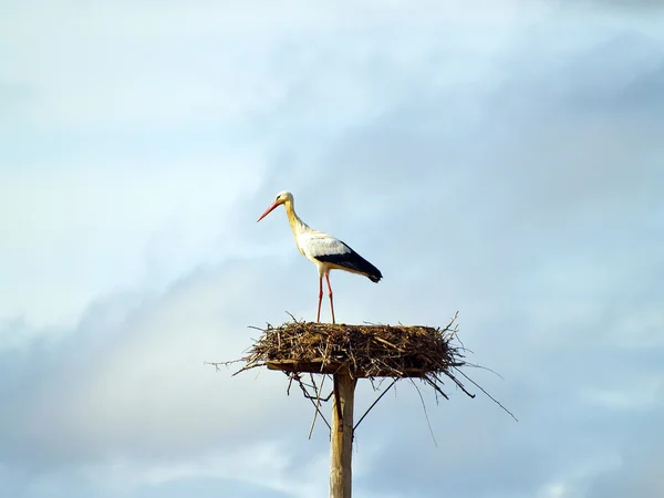 Stork bo på ett inlägg — Stockfoto
