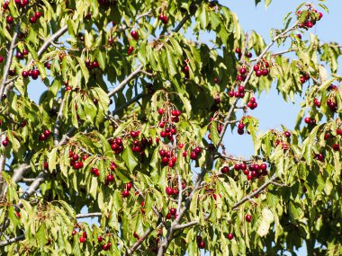 Kırmızı kirazlı kiraz ağacı