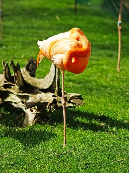 Flamingo em um parque zoológico — Fotografia de Stock