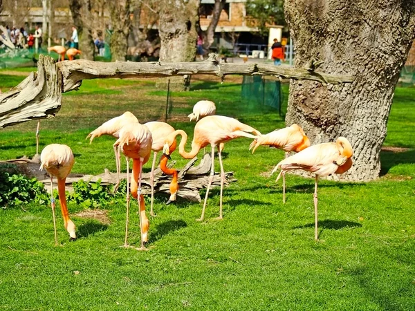 Flamingos on a zoologic park — ストック写真