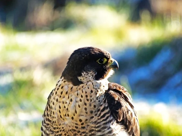 Falco peregrinus - Retrato do falcão Peregrino — Fotografia de Stock