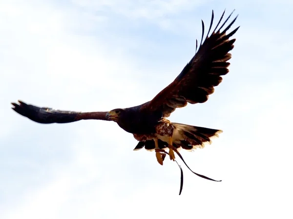 Parabuteo unicinctus - Retrato de Harris falcão em um falco justo — Fotografia de Stock