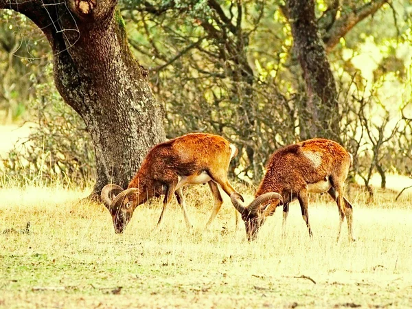 Deux mouflons broutant sur une forêt espagnole — Photo