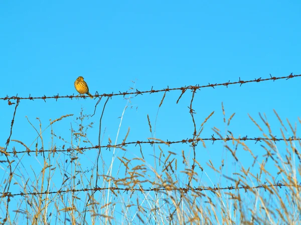 Vogel auf Stacheldraht — Stockfoto