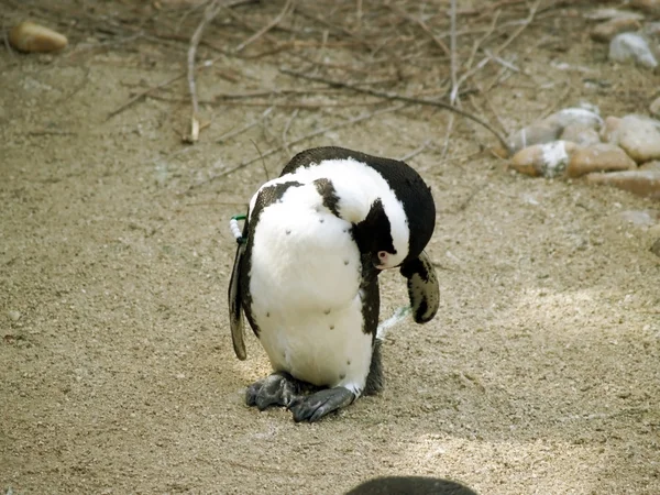 Peguin auf einem zoologischen Park — Stockfoto