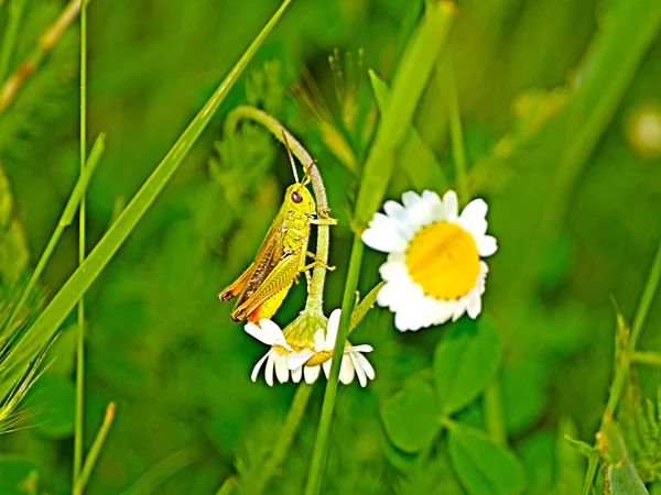 Grasshopper on a daisy — Stock Photo, Image