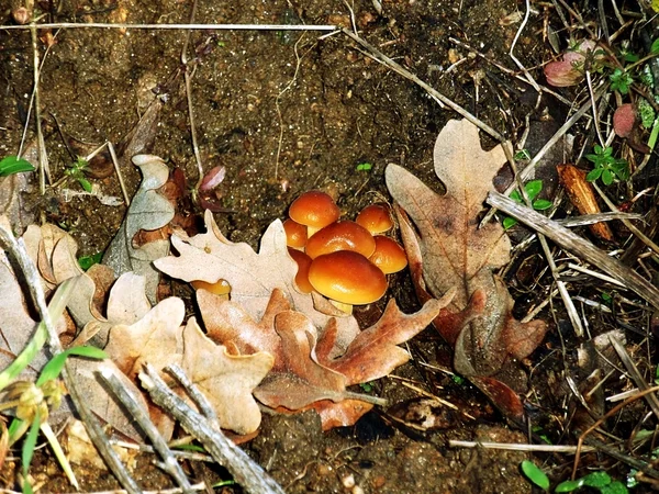 숲에 버섯 — 스톡 사진