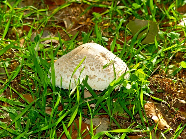 Paddestoel op bos — Stockfoto