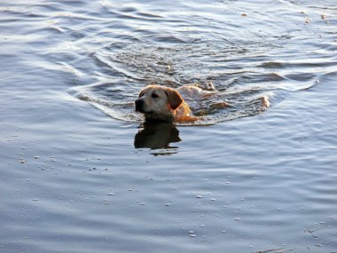 Labrador retriever bir gölde Yüzme