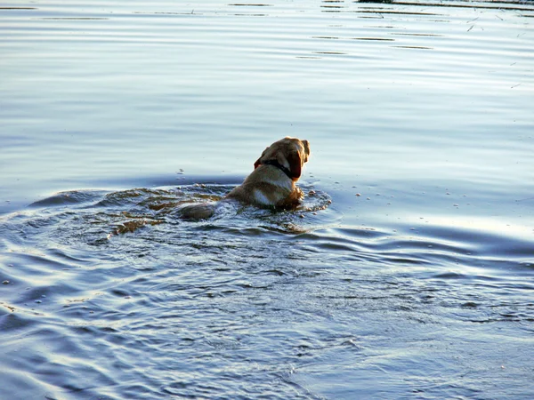 Labrador retriever nuotare su un lago — Foto Stock