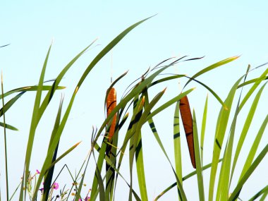 Açık gökyüzü ile uzun