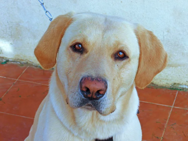 Portrait of a Labrador retriever — Stock Photo, Image