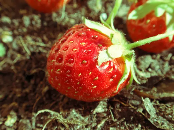 Røde jordbær om sommeren - Stock-foto