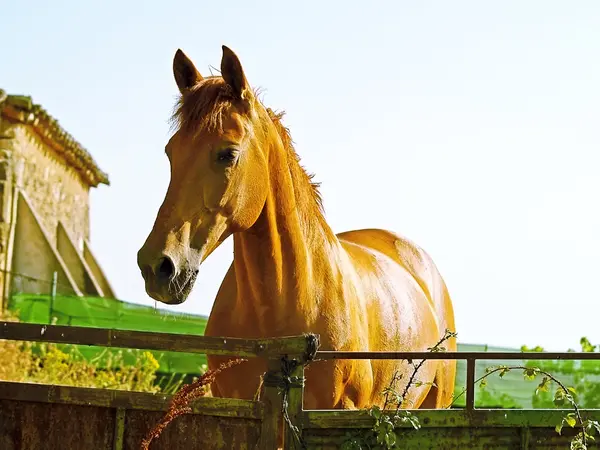 Brown horse on countryside — Stock Photo, Image