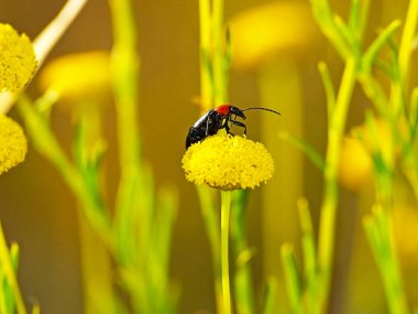 Kırsal üzerinde sarı bir çiçek böcek
