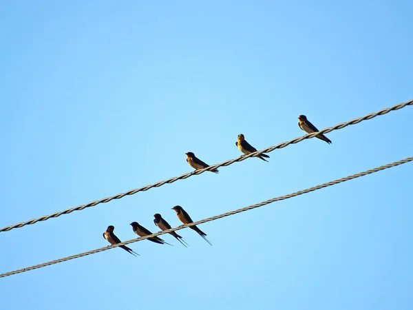 Hirundo rustica - la familia de las golondrinas por el alambre — Foto de Stock