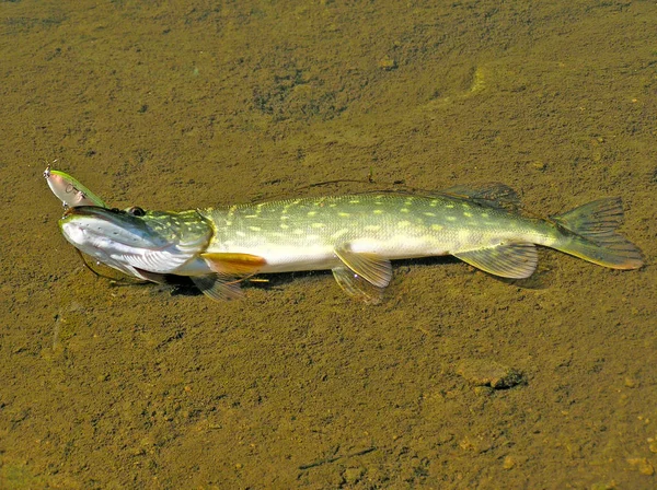 Esox lucius - fiske en gädda i en spanska flod — Stockfoto