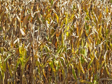 Mısır tarlası doğal dokusuna