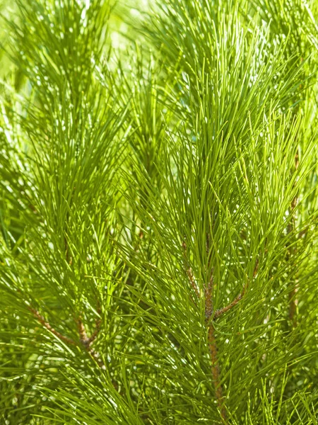 Textura natural de folhas de pinheiro — Fotografia de Stock