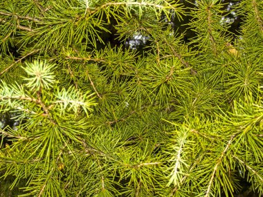 Yaprakların doğal doku